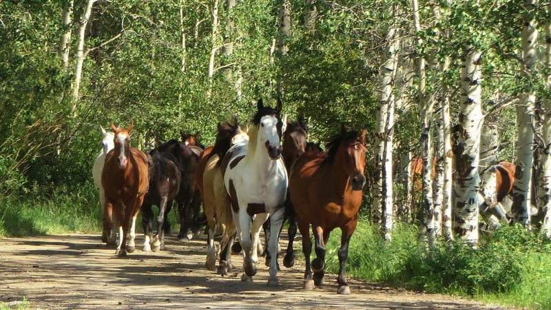 Aspen, USA