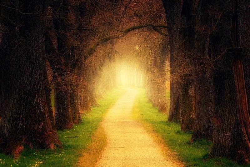 Enchanted Forest Theme
